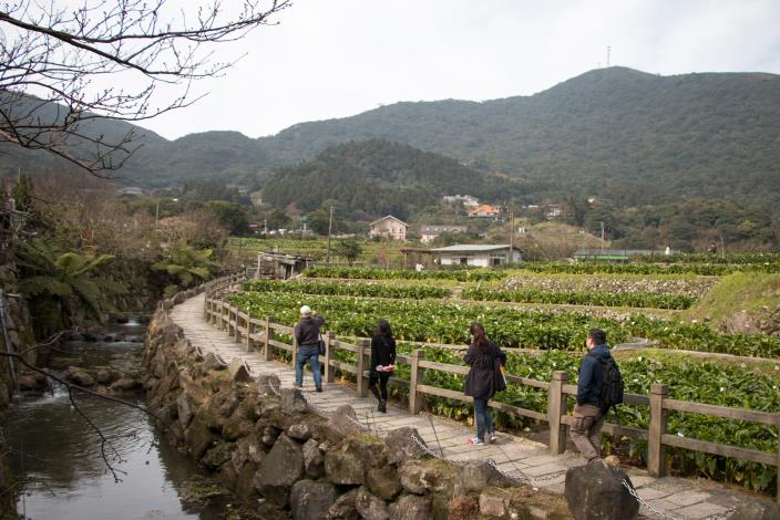 「海芋環狀步道」悠遊溪畔步道賞海芋