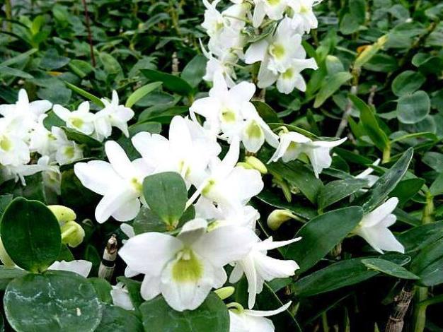 開花時會散發陣陣的茉莉花香
