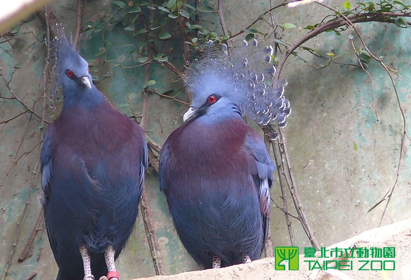 臺北市立動物園-新聞稿-愛情結晶即將再度報到維多利亞冠鴿超級賣力