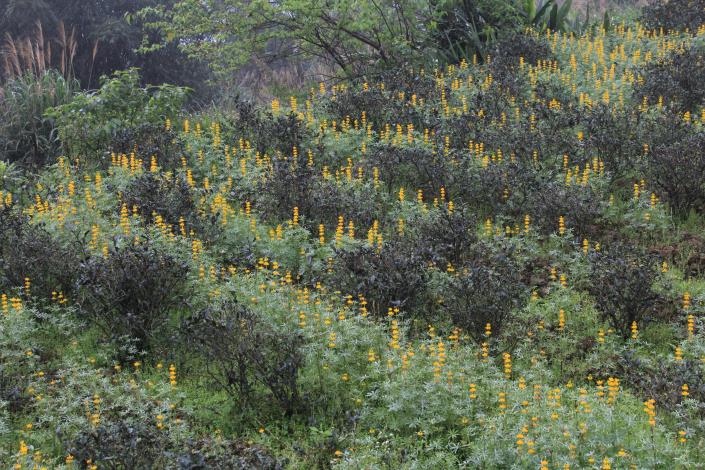 黃綠相間魯冰花與茶樹