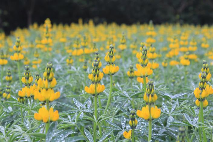 串串金黃風鈴隨風搖曳