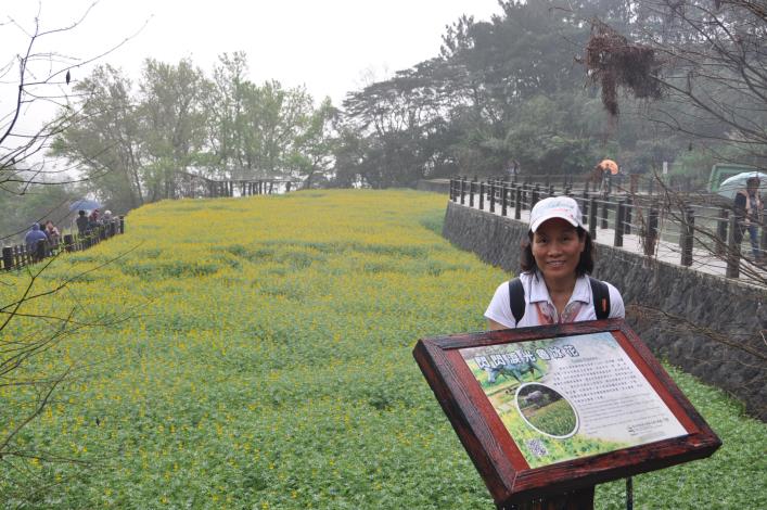 解說牌上有魯冰花小故事