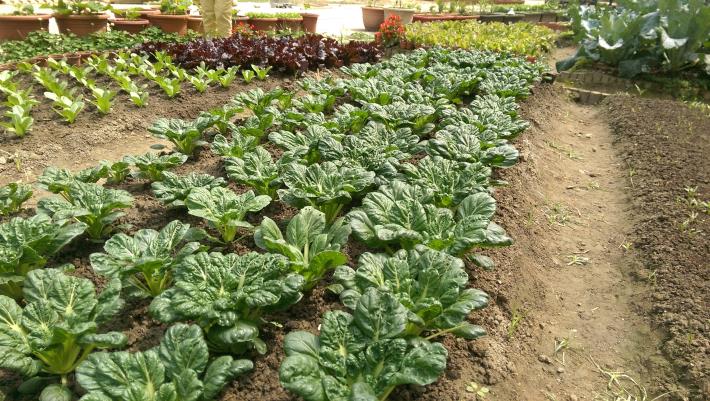 鵬程里農園蔬菜大豐收