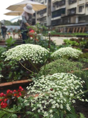 居民非常熱衷參與農作