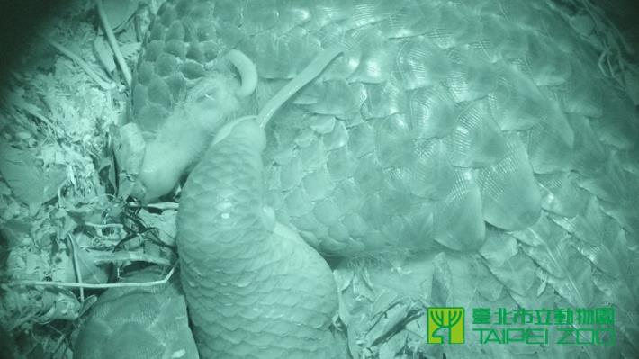 樂膏伸懶腰時伸舌頭