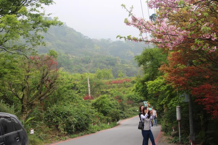 照片2　值得典藏的春日槭景，吸引遊客駐足拍照