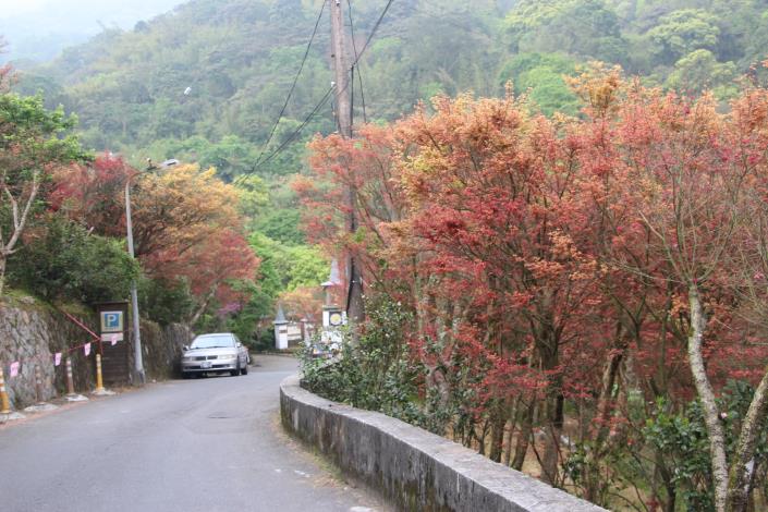 照片1　士林區永公路菁山社區的槭樹葉片已火紅登場