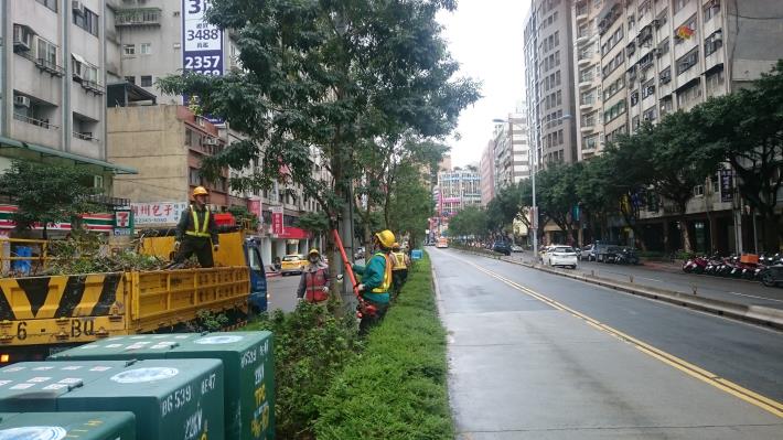 信義路二段修剪光蠟樹