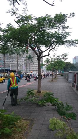 中山南路鳳凰木修剪