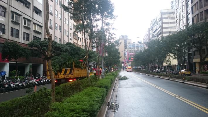 信義路二段修剪光蠟樹