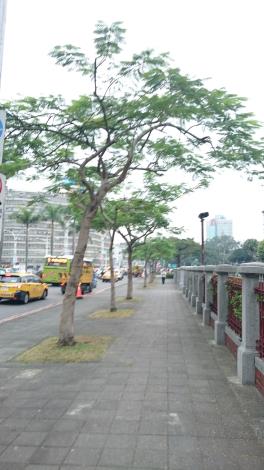 中山南路鳳凰木修剪後