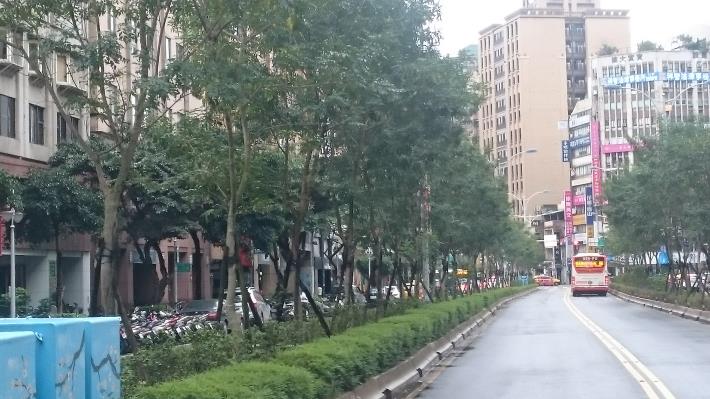 信義路二段修剪光蠟樹修剪前