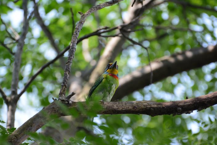 五色鳥(於大安森林公園攝)