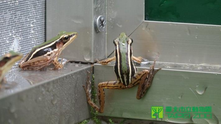 右母蛙左公蛙