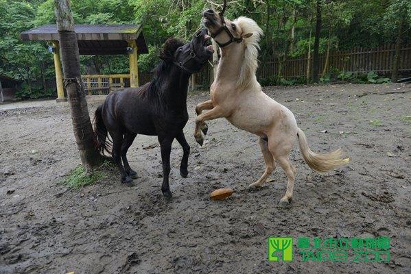 白龍和小黑玩得不亦樂乎