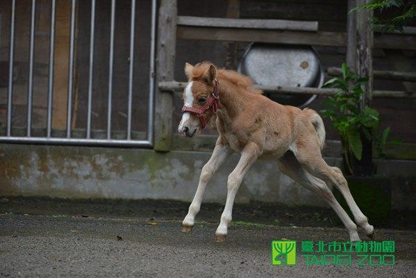 在活動場奔跑的白泡泡
