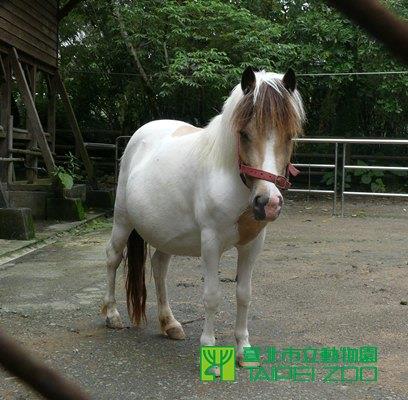 小白大腹便便即將臨盆