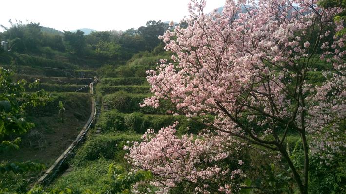 風尾步道沿途梯田景觀