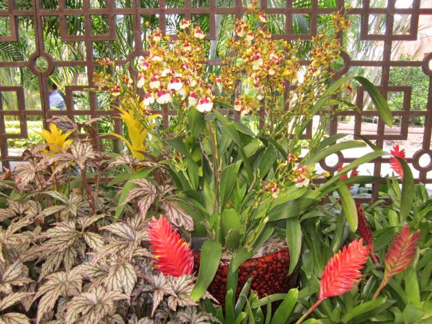 文心蘭盆花搭配觀賞鳳梨、海棠等植栽別有一番風味