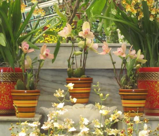 捧心蘭花形碩大、花色艷麗、香氣素雅，相當討喜