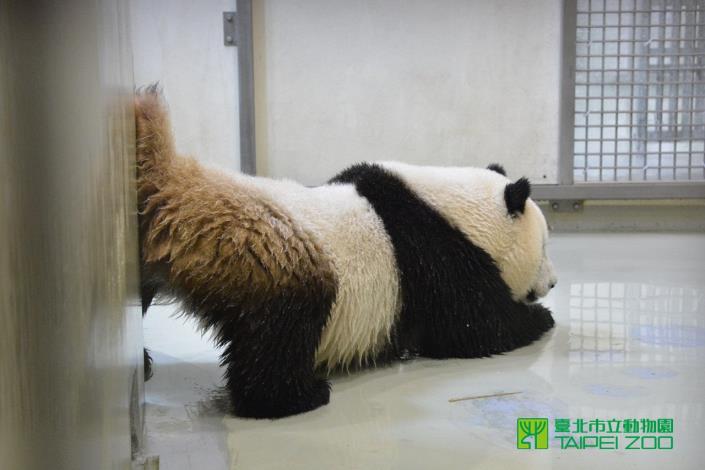 圓仔蹭陰