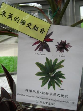 臺灣大學園藝暨景觀學系把各種艱難的育種方法變得有趣易懂