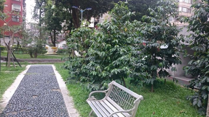 4咖啡樹同時為鄰里公園提供綠化的生活環境