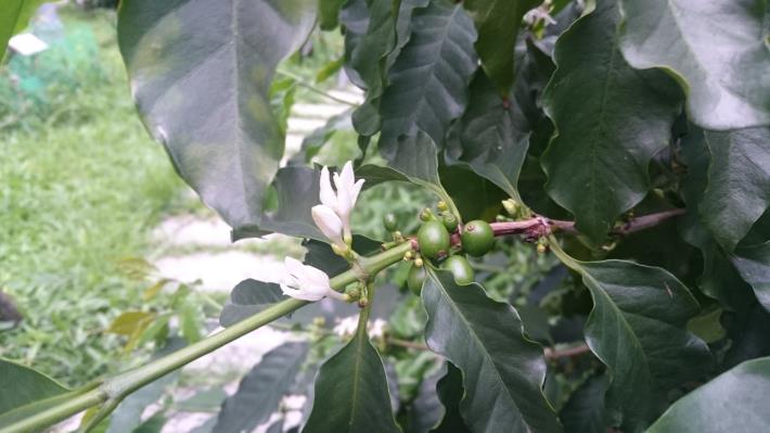 7開花純白的咖啡樹