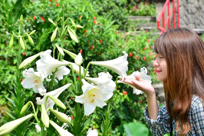 民眾探訪百合帶來的夏日氣息