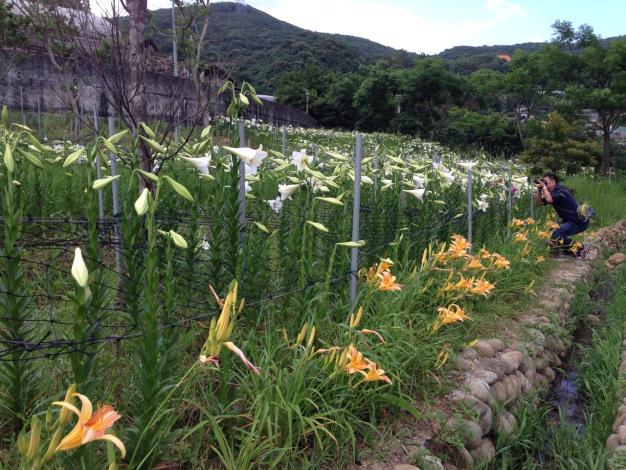 百合花與金萱相互輝映