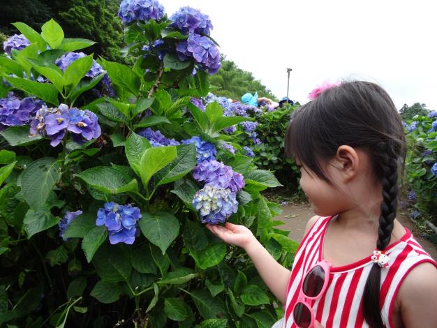 照片5 朵朵怒放的繡球花