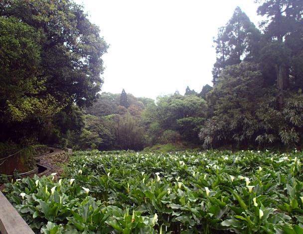 照片9　海芋花田旁的水圳步道