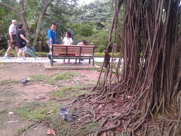 6.公園內有可愛的松鼠和鴿子