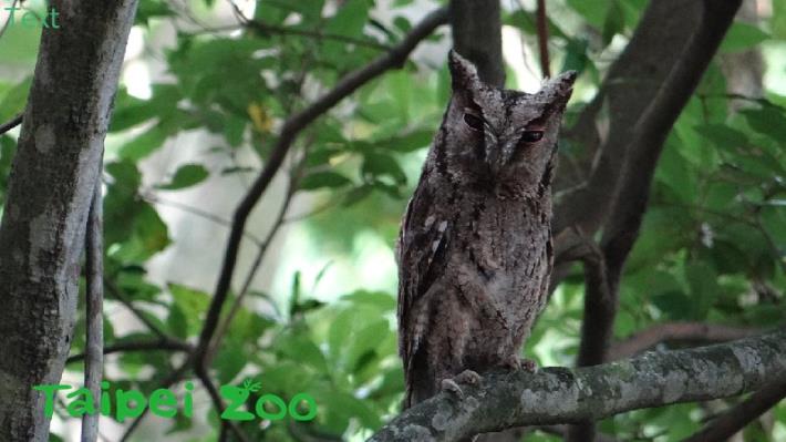成鳥警誡中