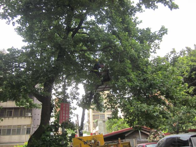 新生南路三段，使用高空作業車修剪樹木低垂枝-中