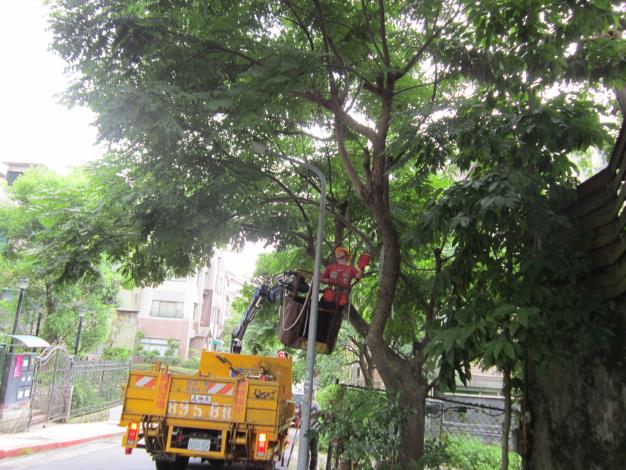 政大三街，使用高空作業車修剪樹木遮擋路之樹枝-前