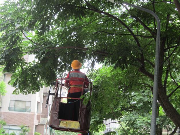 政大三街，使用高空作業車修剪樹木遮擋路之樹枝-中