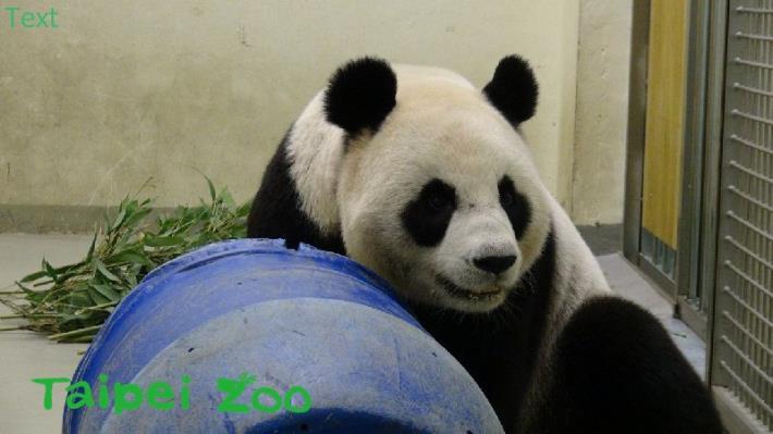 圓圓眼睛炯炯有神