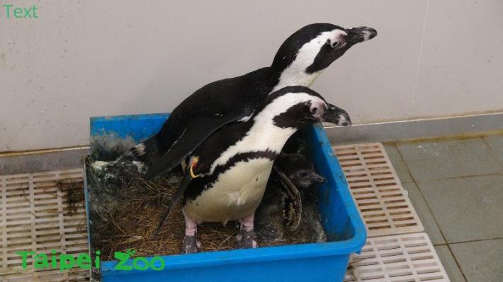 親鳥保護中