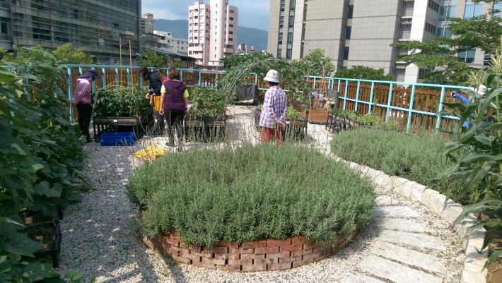 11.德行里繽紛農趣綠屋頂一隅。