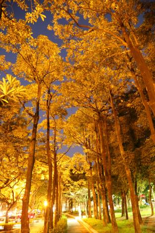 照片18. 越夜越美麗的忠誠公園人行道