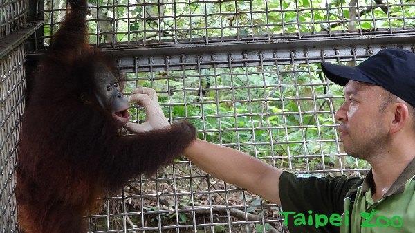 每年的8月19日是國際人猿日，為了喚起民眾對亞洲熱帶雨林與野生動物的保護意識，動物園特別讓婆羅洲人猿寶寶「乙森」與保育員爸爸一同亮相。