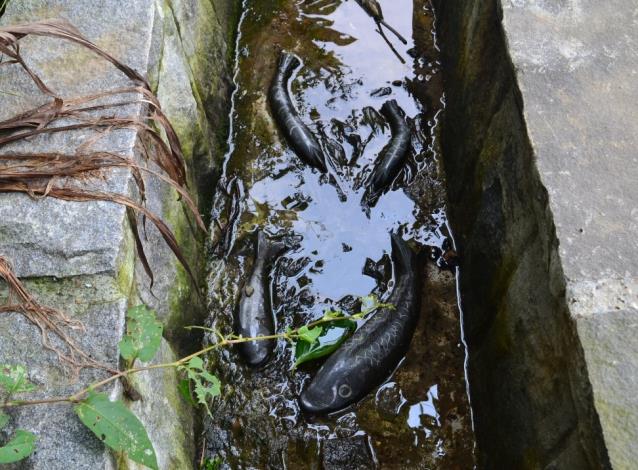 照片6  水圳裡的魚型浮雕石板