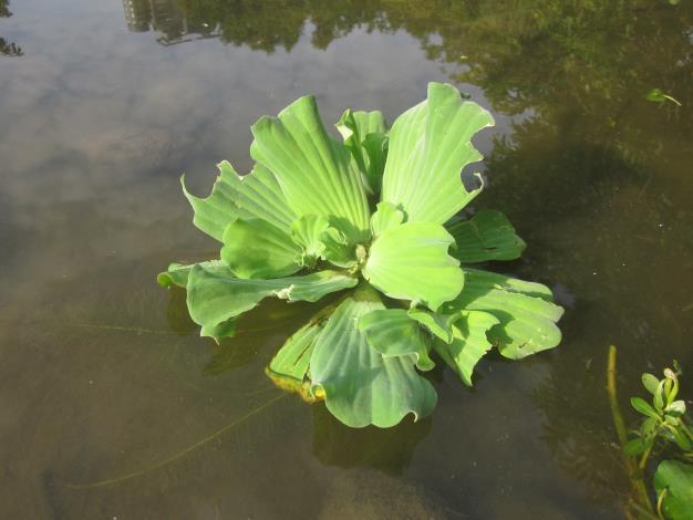圖4.生態池上的水芙蓉