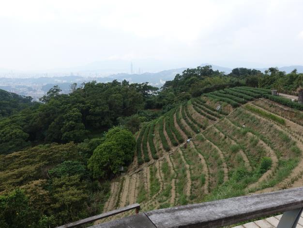 照片11 樟湖步道好風景