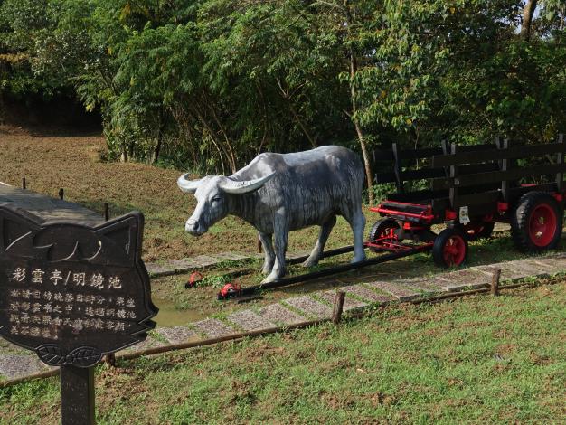 照片7　 水牛車充滿農村風味