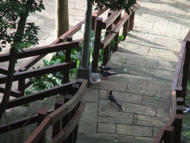 台灣藍鵲