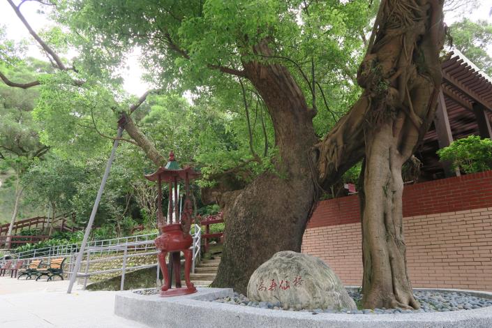 大仙樟2