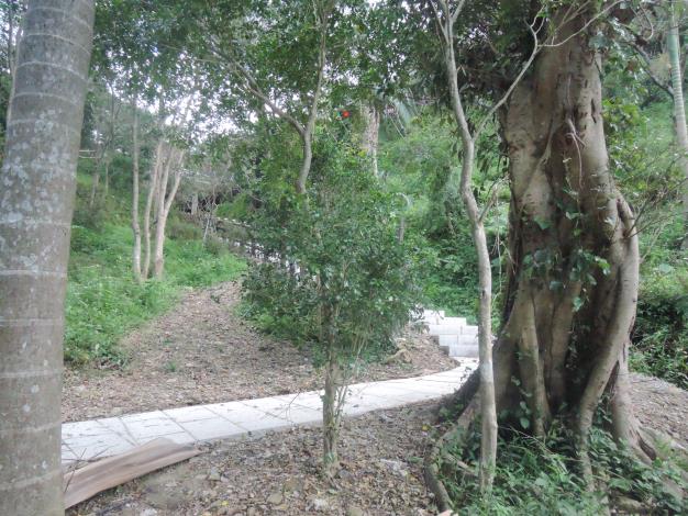 溪畔步道中的小叢林(1)