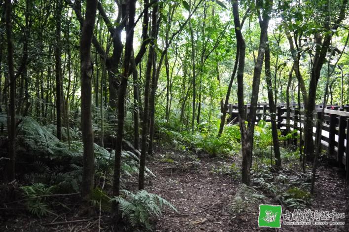 森林樹木、地表草本植物與落葉層能減緩雨滴對土壤的侵擾
